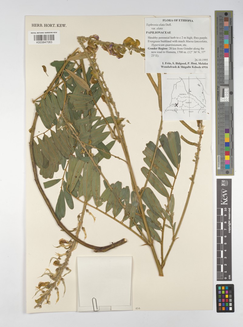 Tephrosia elata subsp. elata photo 2
