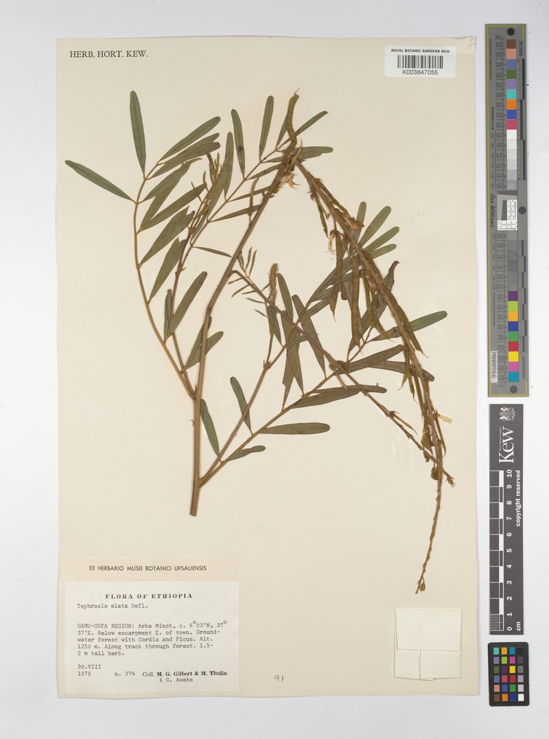 Tephrosia elata subsp. elata photo 3