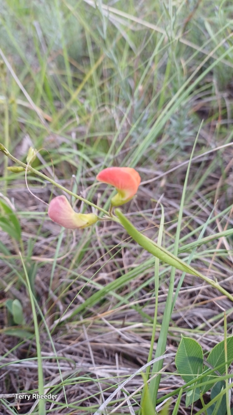 Tephrosia elongata var. elongata