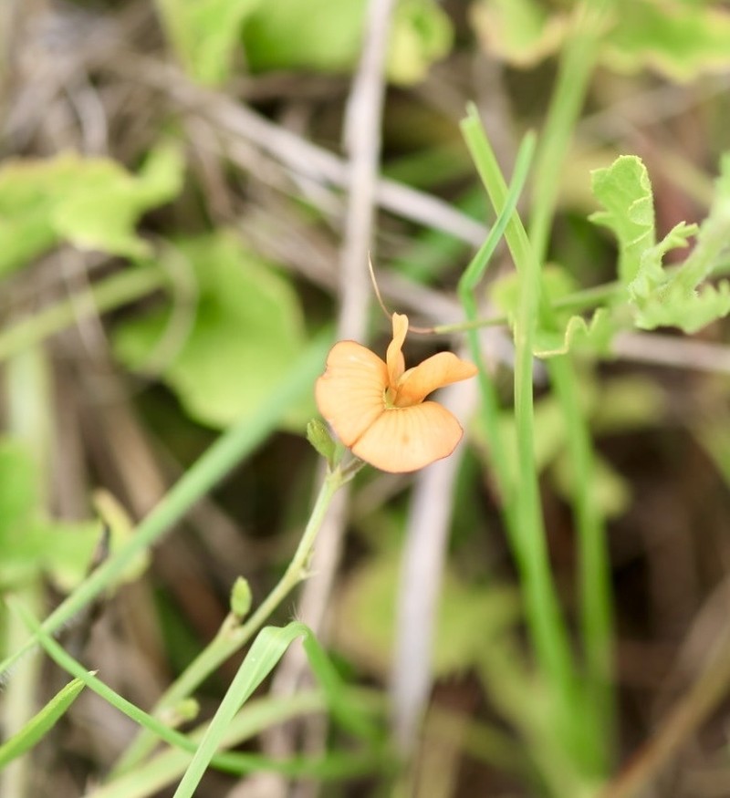 Tephrosia elongata var. elongata photo 2