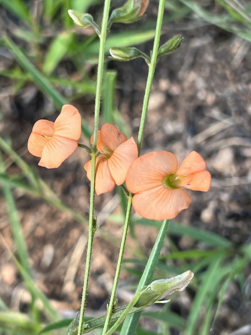 Tephrosia elongata var. elongata photo 3