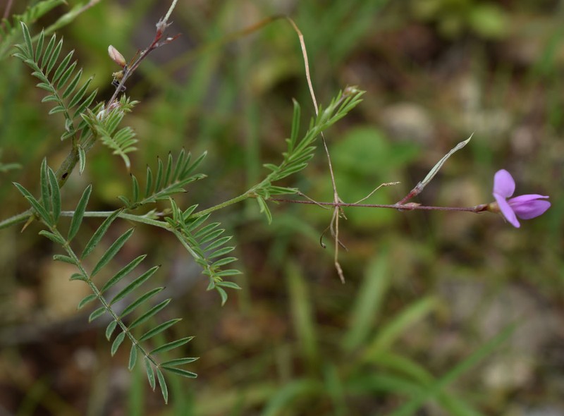 Tephrosia filipes subsp. filipes
