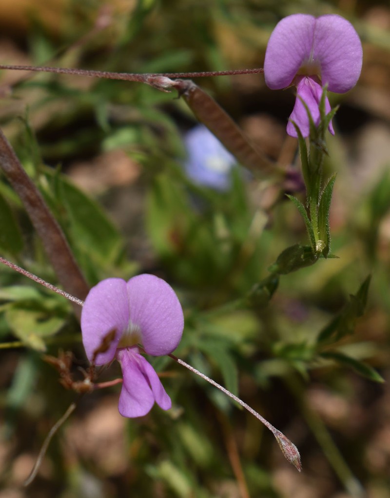 Tephrosia filipes subsp. filipes photo 2