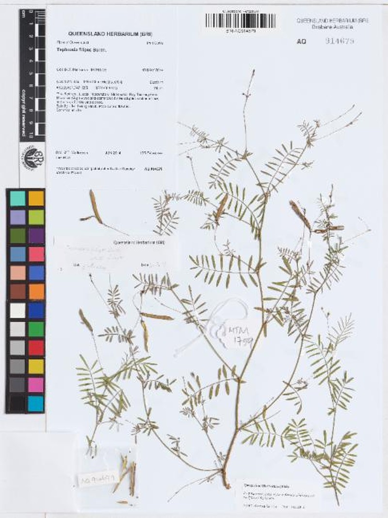 Tephrosia filipes subsp. filipes photo 4