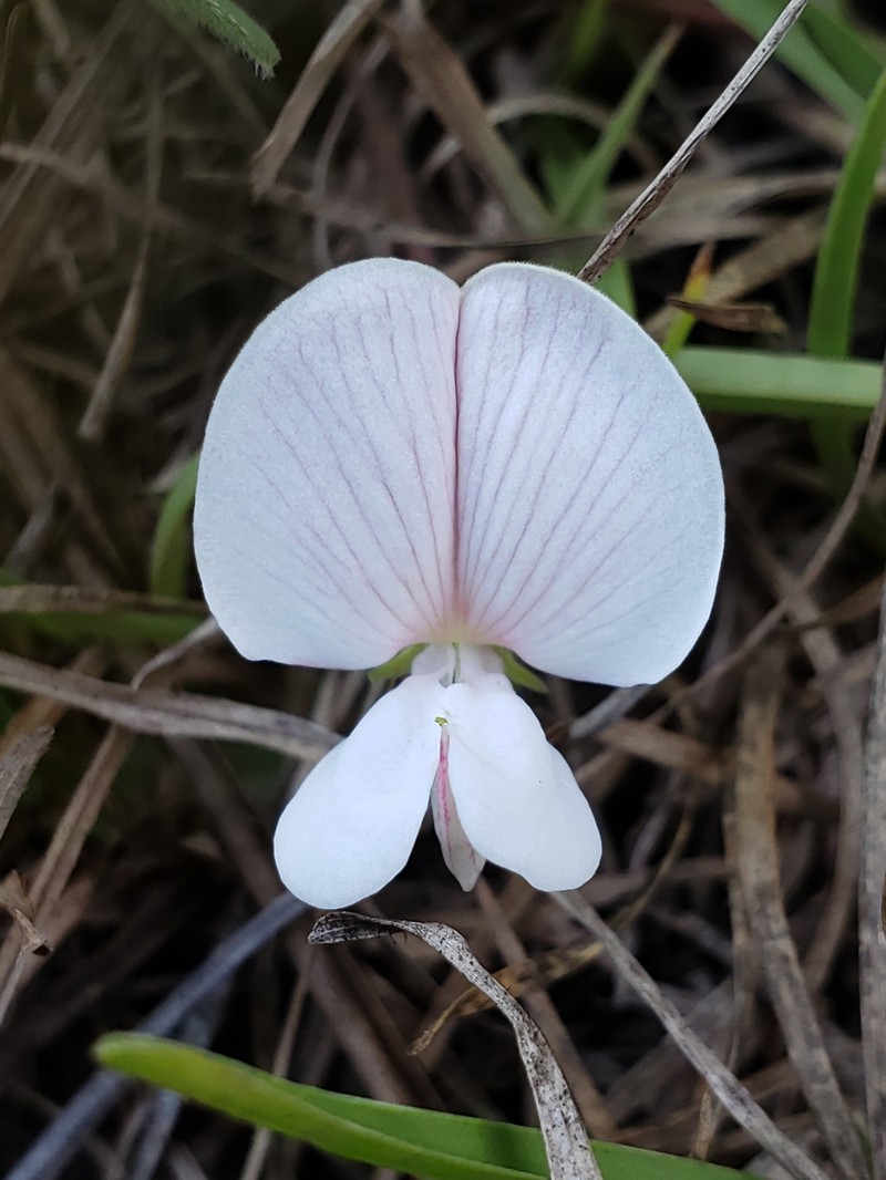 Florida Hoarypea