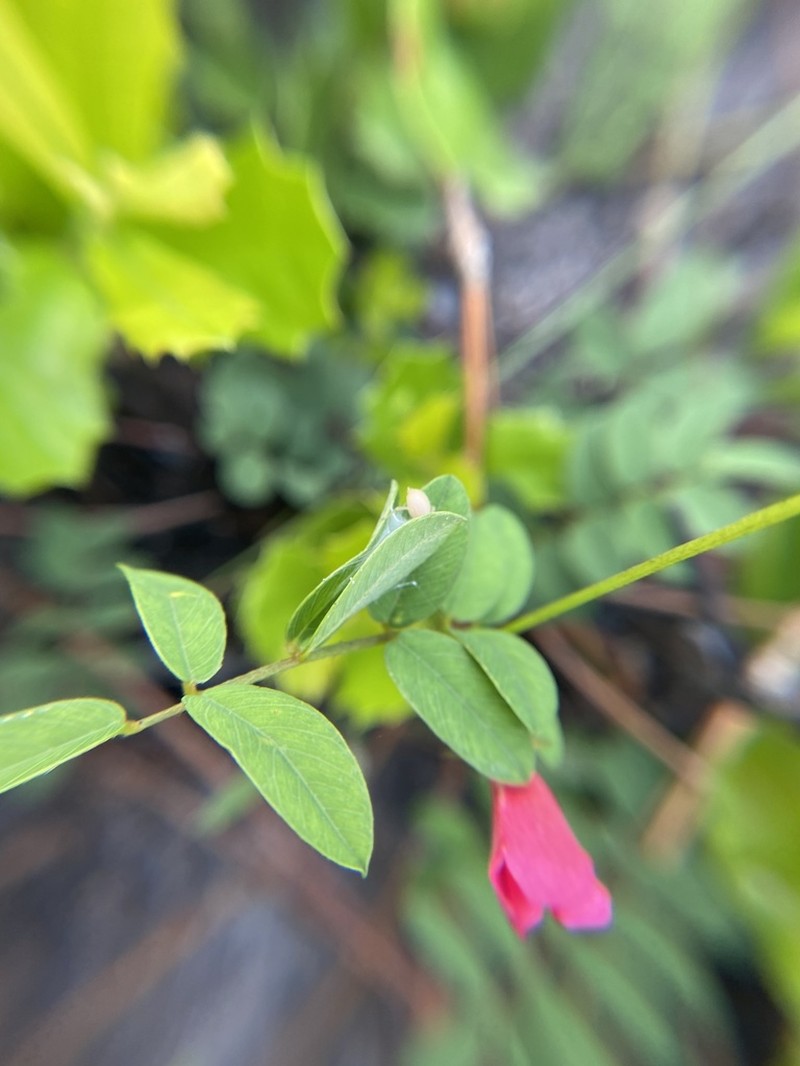 Florida Hoarypea photo 2