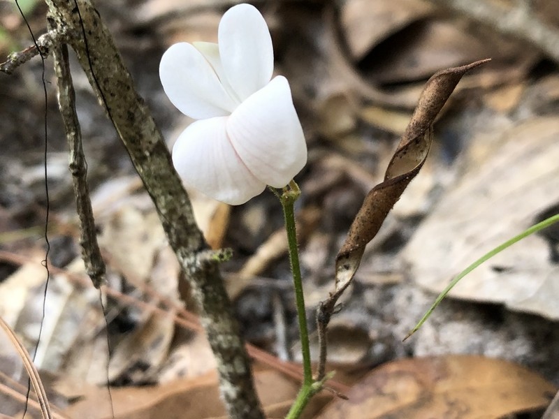 Florida Hoarypea photo 3