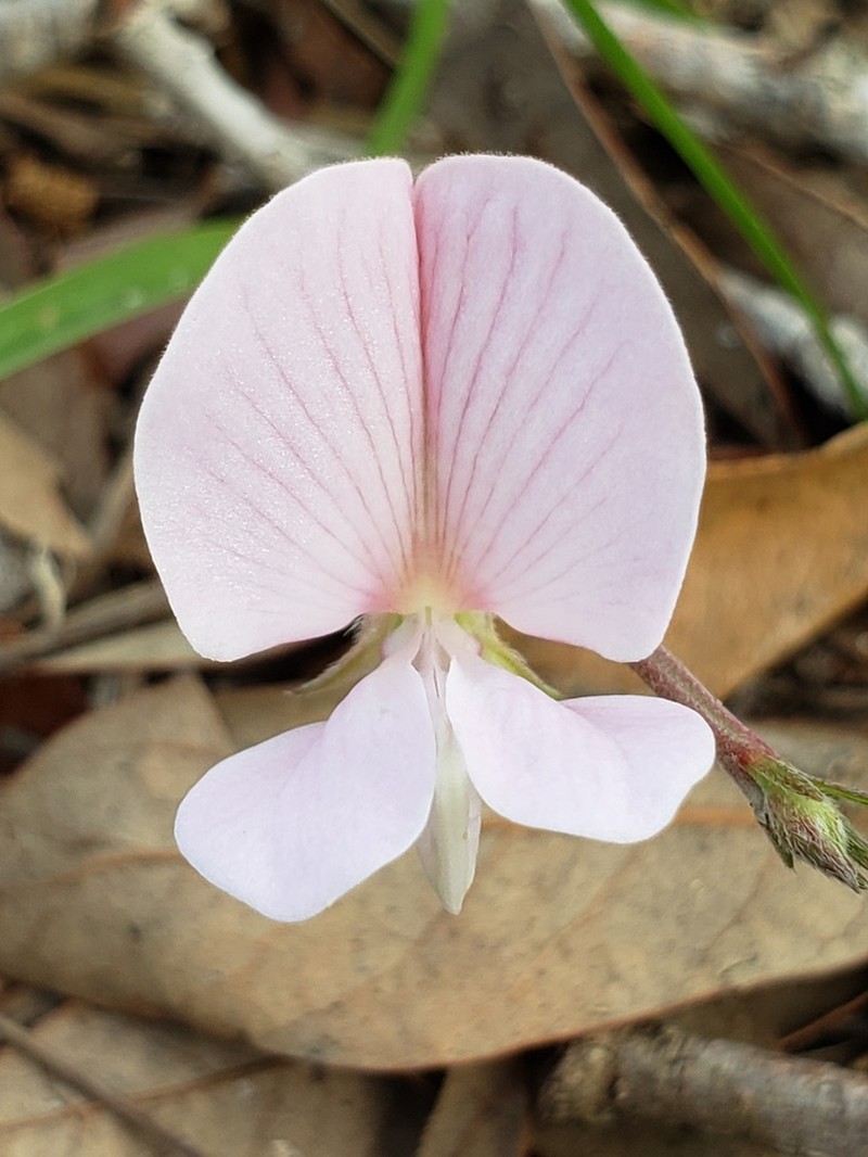 Florida Hoarypea photo 4