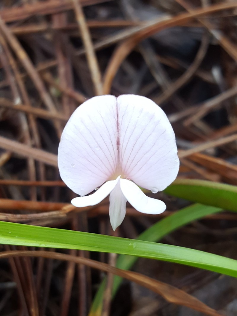 Florida Hoarypea photo 5