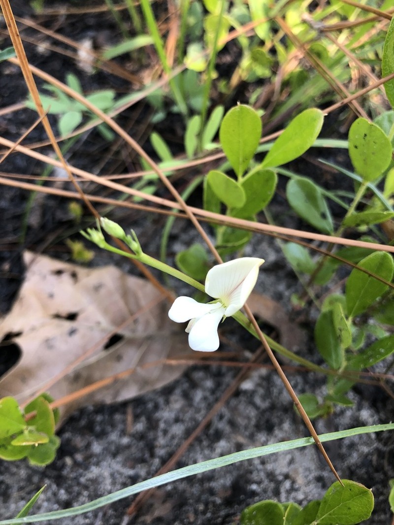 Florida Hoarypea photo 6