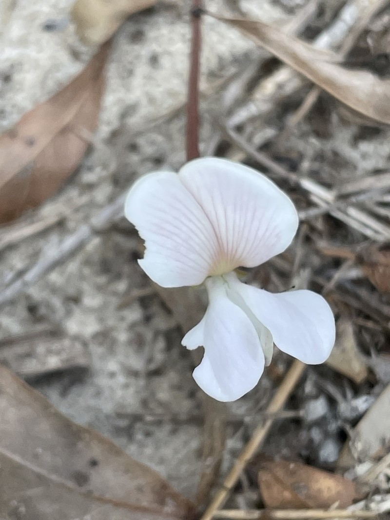 Florida Hoarypea photo 7