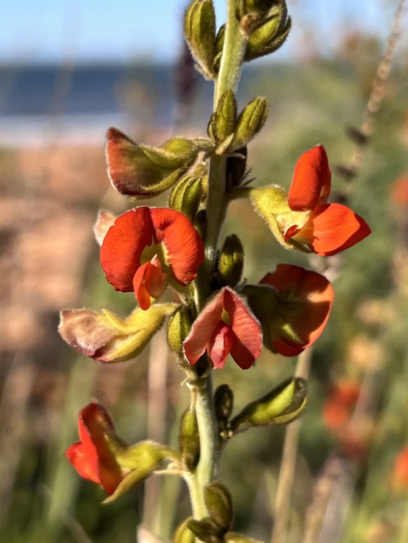 Tephrosia gardneri