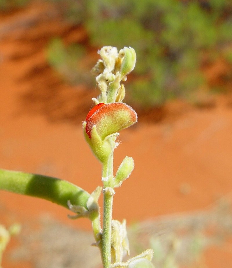 Tephrosia gardneri photo 3