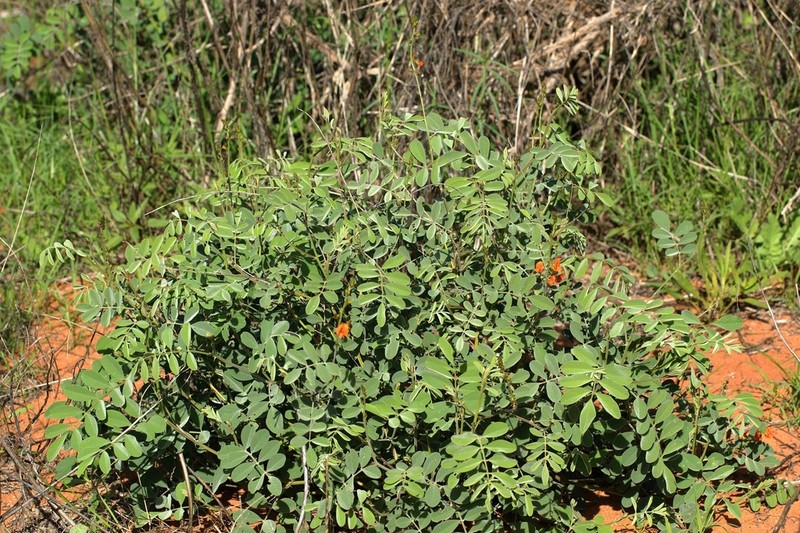 Tephrosia gardneri photo 6