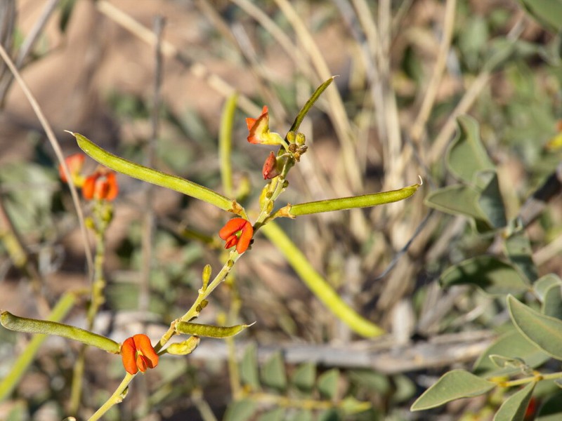 Tephrosia gardneri photo 7