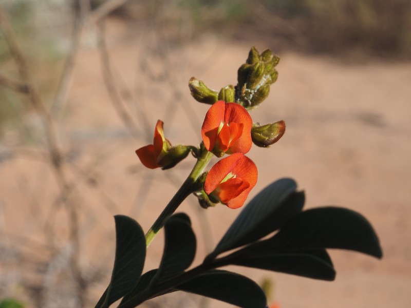 Tephrosia gardneri photo 8