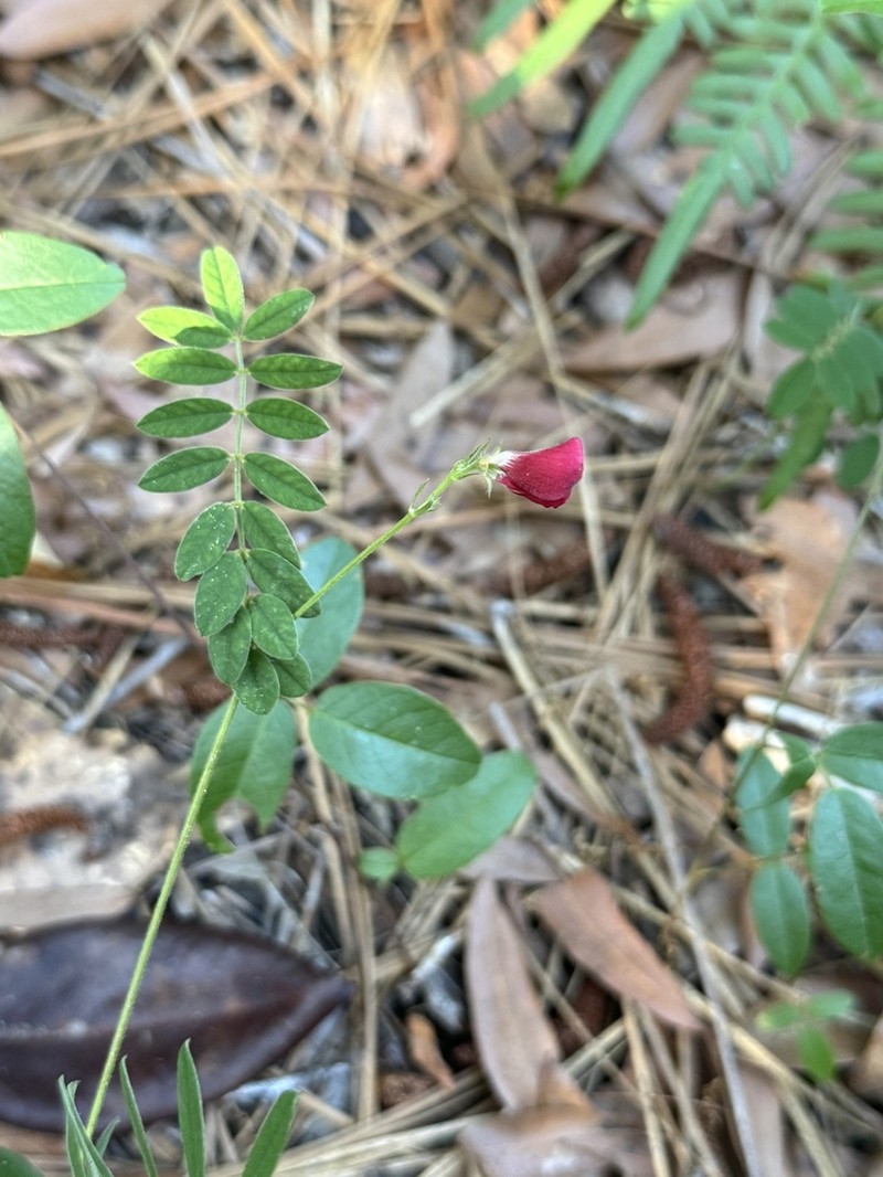 Sprawling Hoarypea