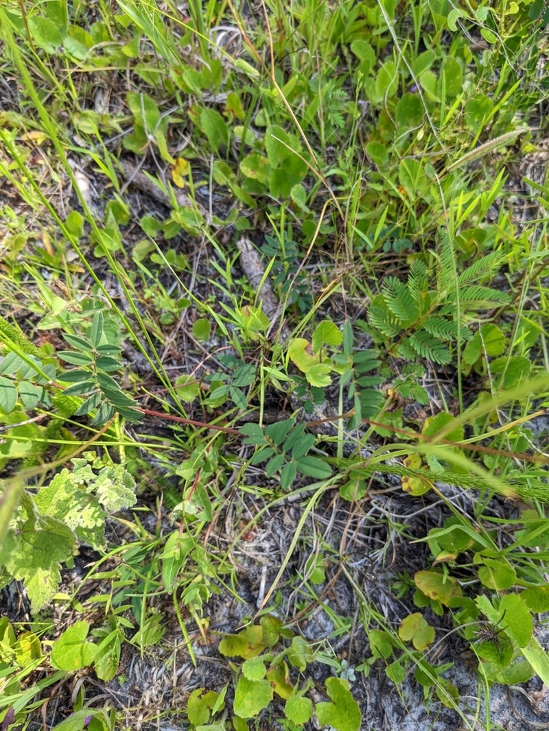 Sprawling Hoarypea photo 2