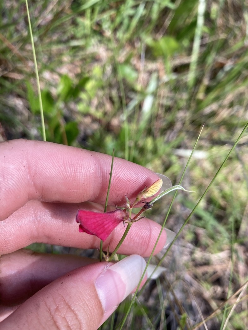 Sprawling Hoarypea photo 3