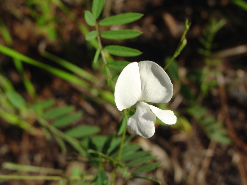 Sprawling Hoarypea photo 4
