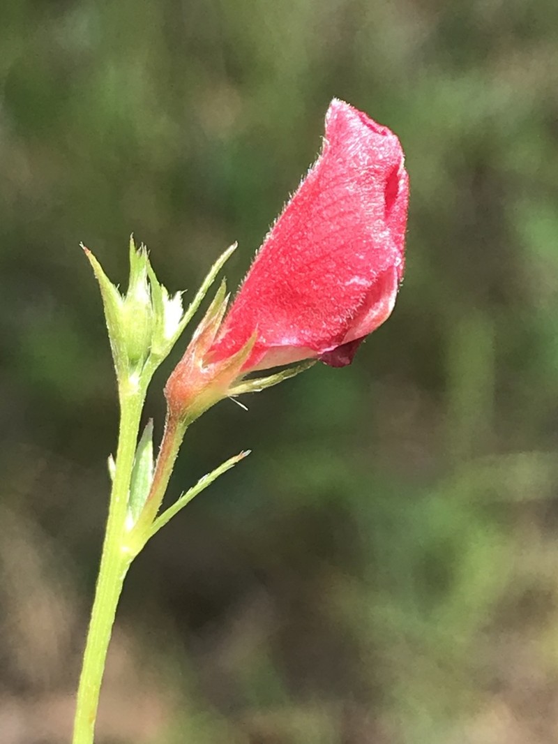 Sprawling Hoarypea photo 5