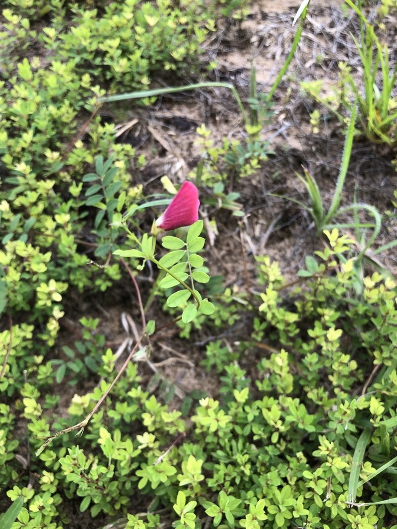 Sprawling Hoarypea photo 7