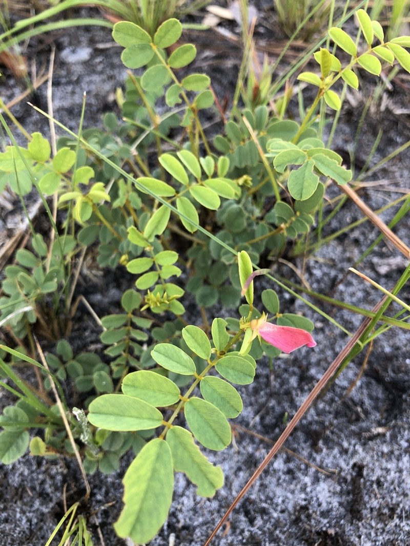 Sprawling Hoarypea photo 8