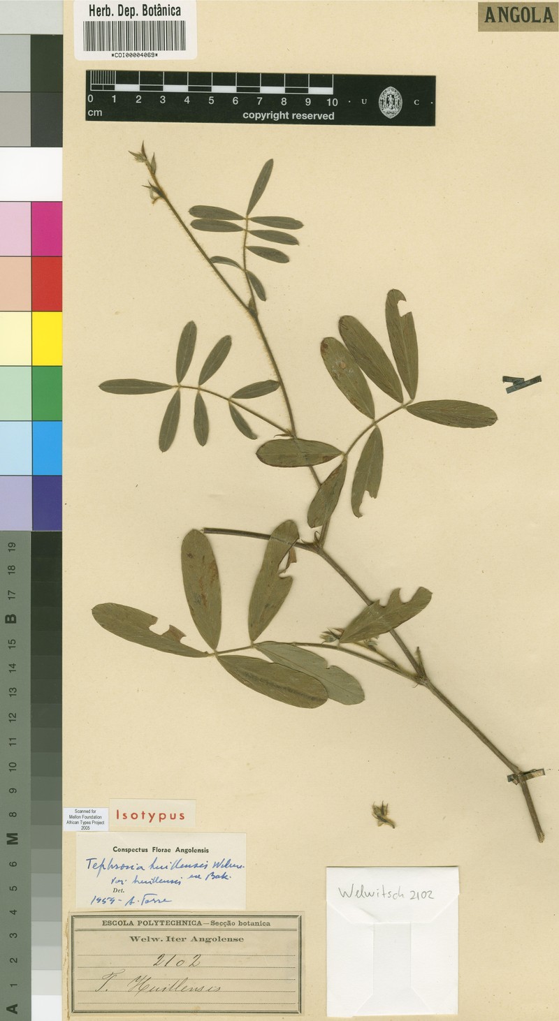 Tephrosia huillensis var. huillensis