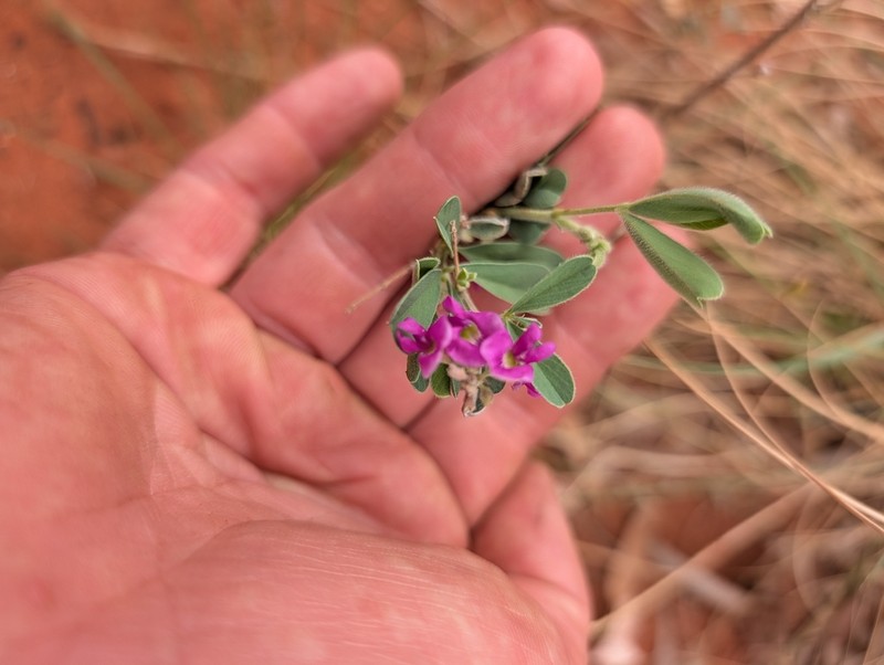 Tephrosia insolens