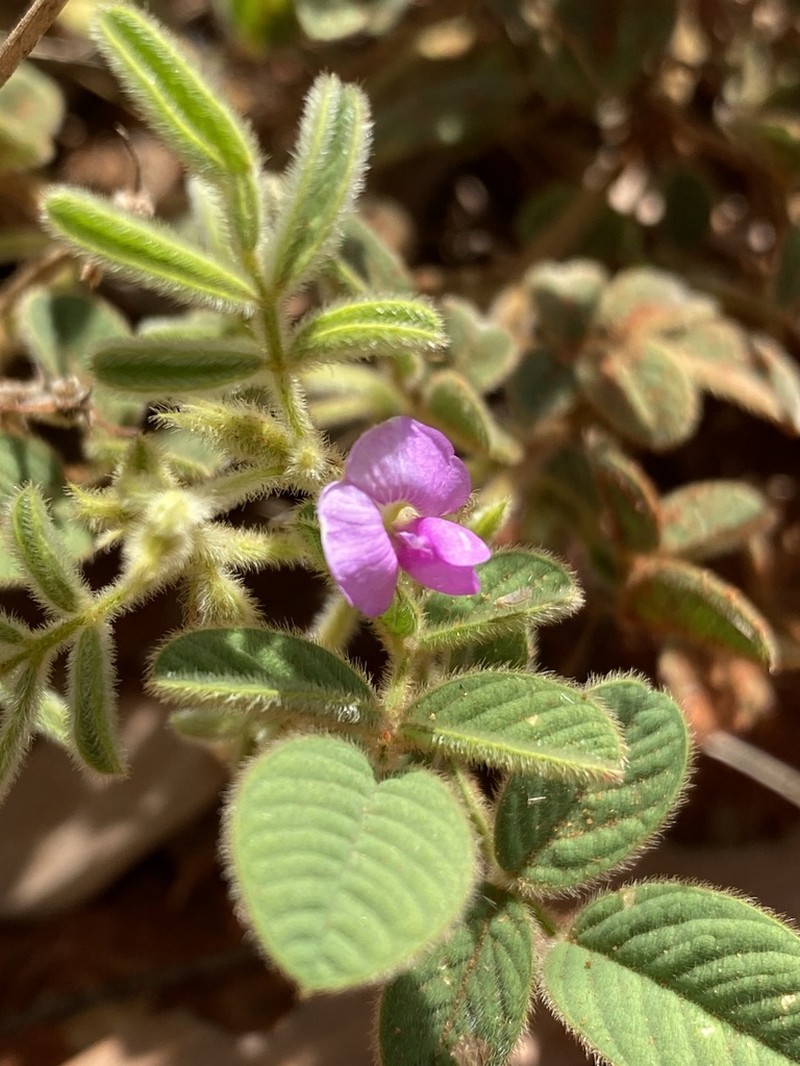 Tephrosia insolens photo 3