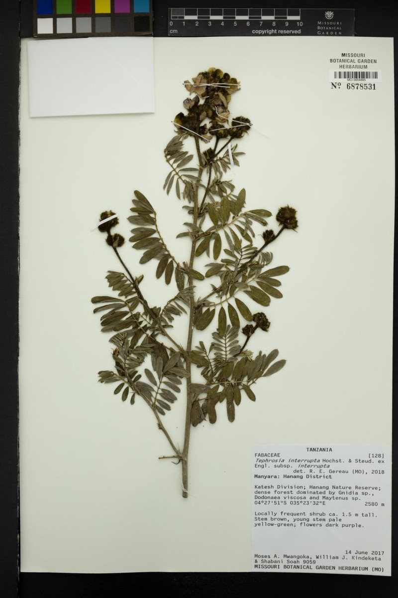 Tephrosia interrupta subsp. interrupta