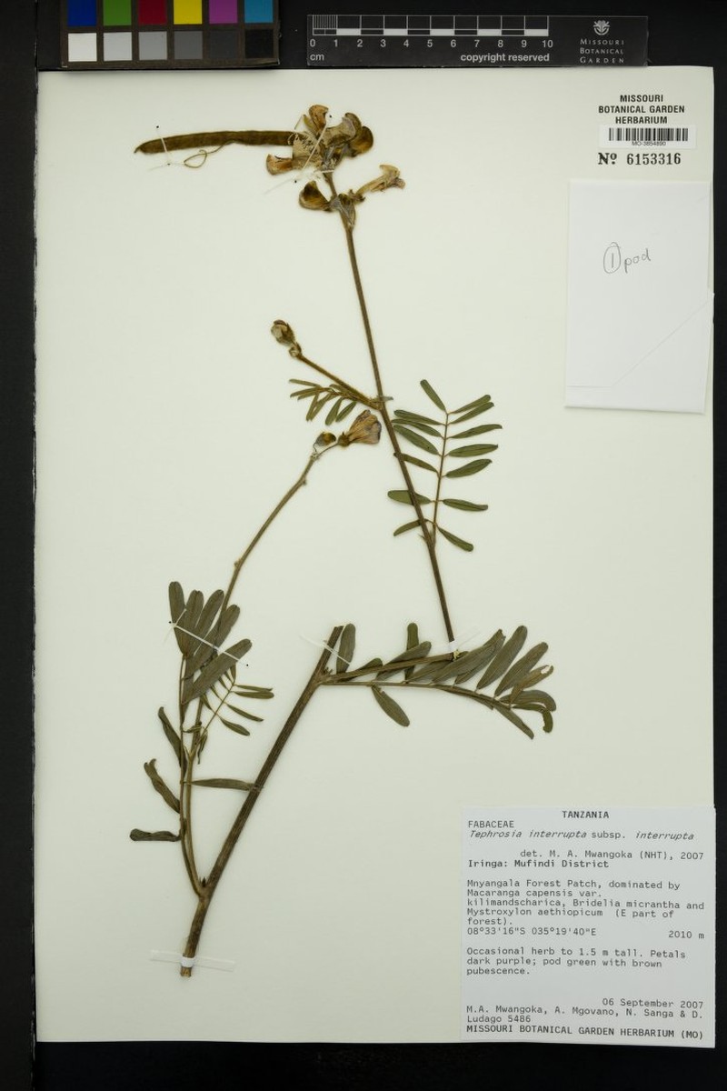 Tephrosia interrupta subsp. interrupta photo 2
