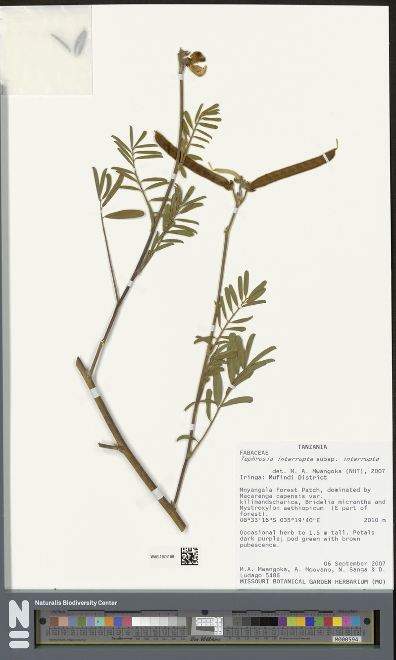 Tephrosia interrupta subsp. interrupta photo 3