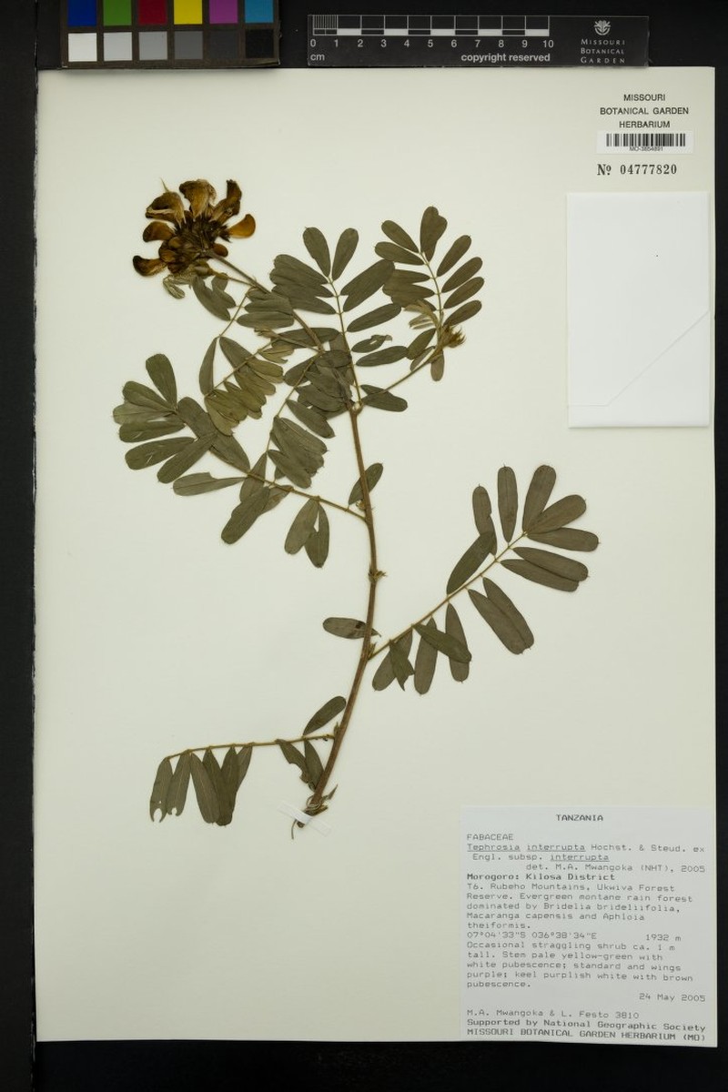 Tephrosia interrupta subsp. interrupta photo 4