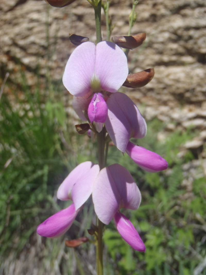 Smoothpod Hoarypea