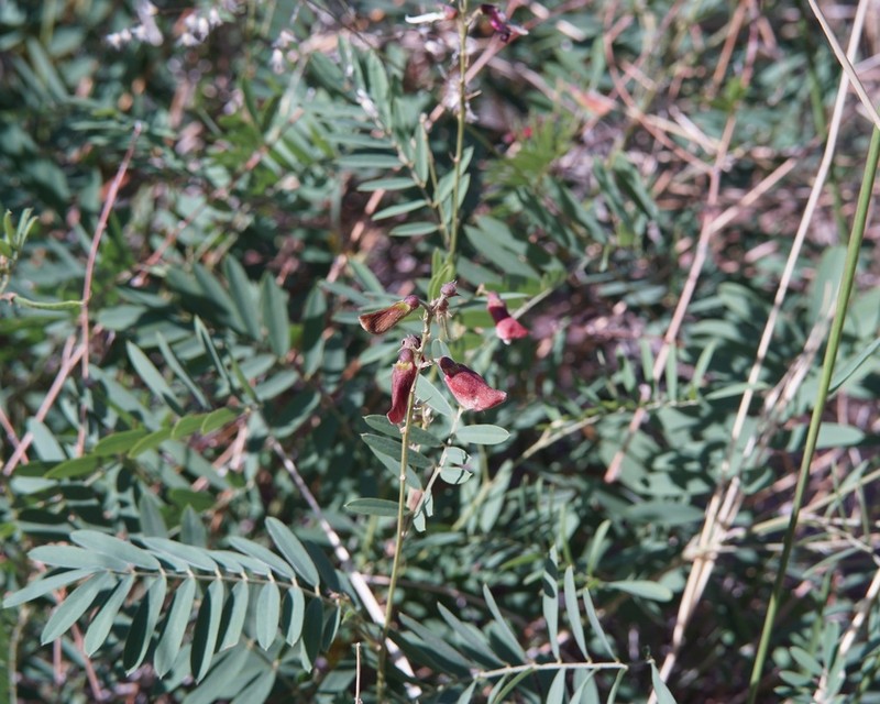 Smoothpod Hoarypea photo 2