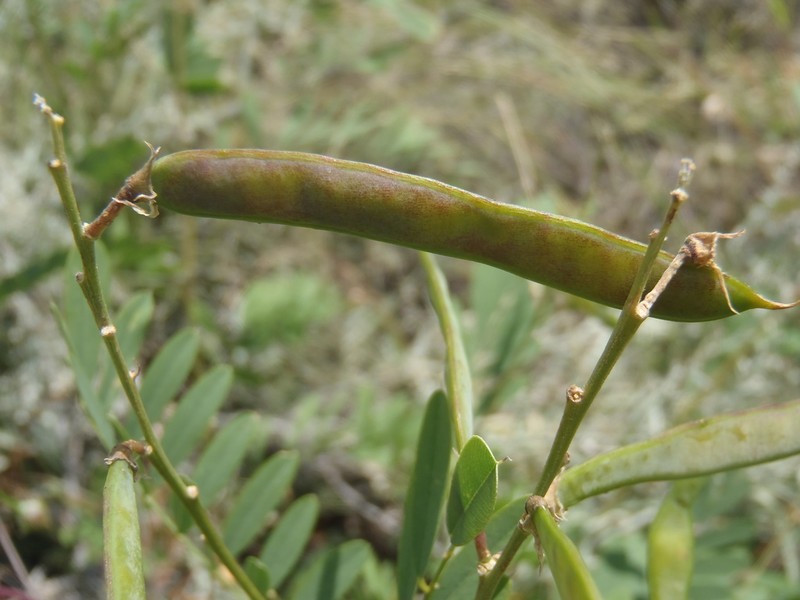 Smoothpod Hoarypea photo 3