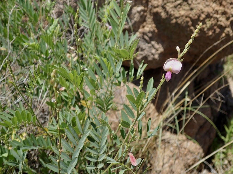 Smoothpod Hoarypea photo 5