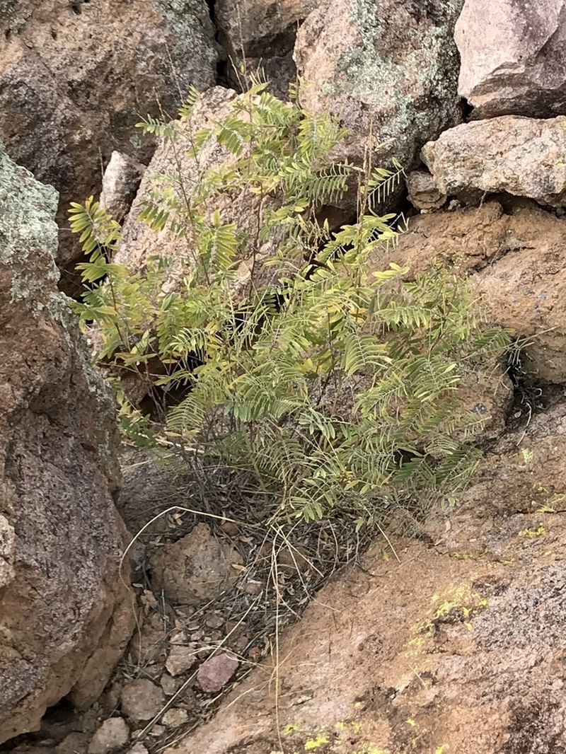 Smoothpod Hoarypea photo 6