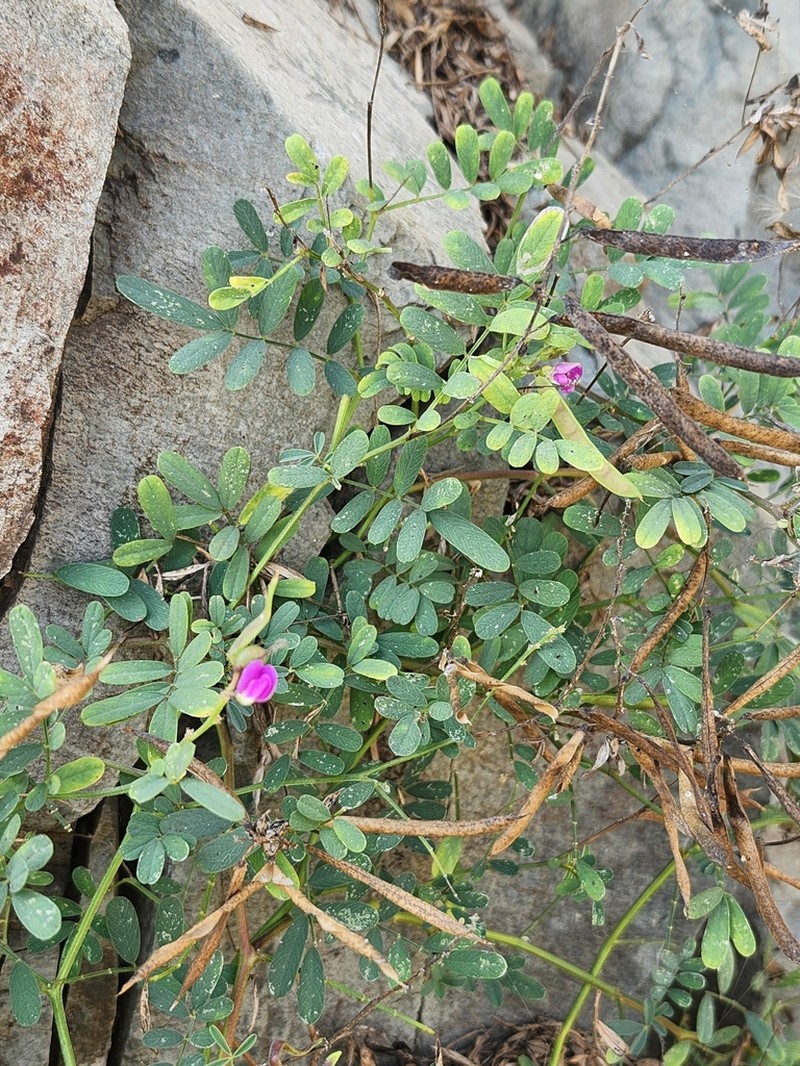Smoothpod Hoarypea photo 7