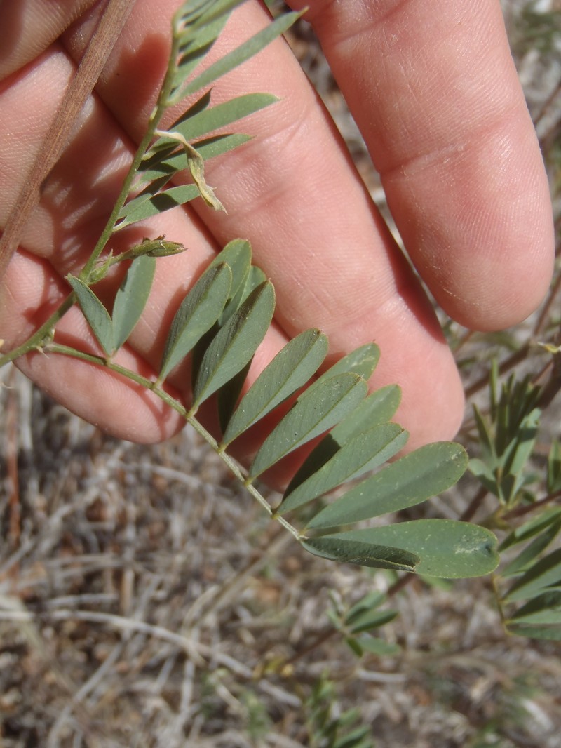 Smoothpod Hoarypea photo 8