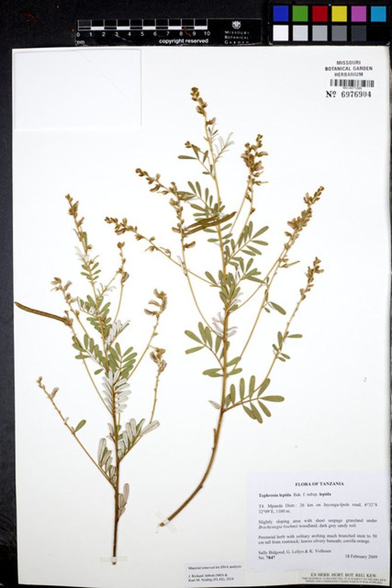 Tephrosia lepida subsp. lepida