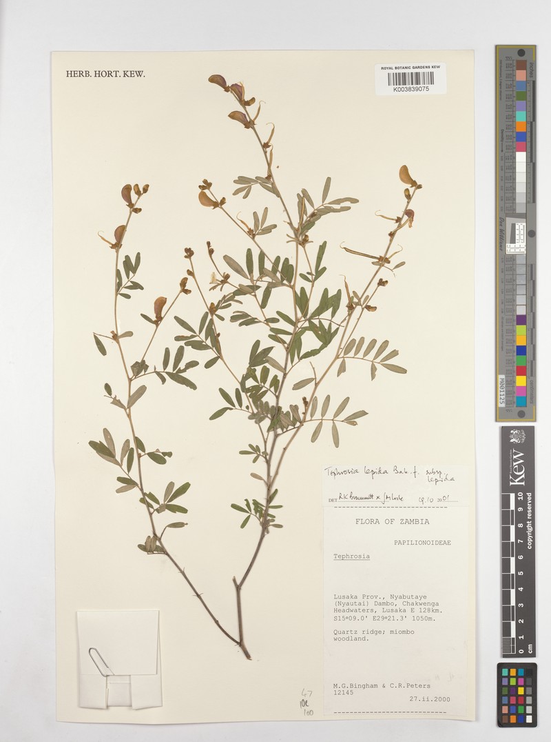 Tephrosia lepida subsp. lepida photo 3