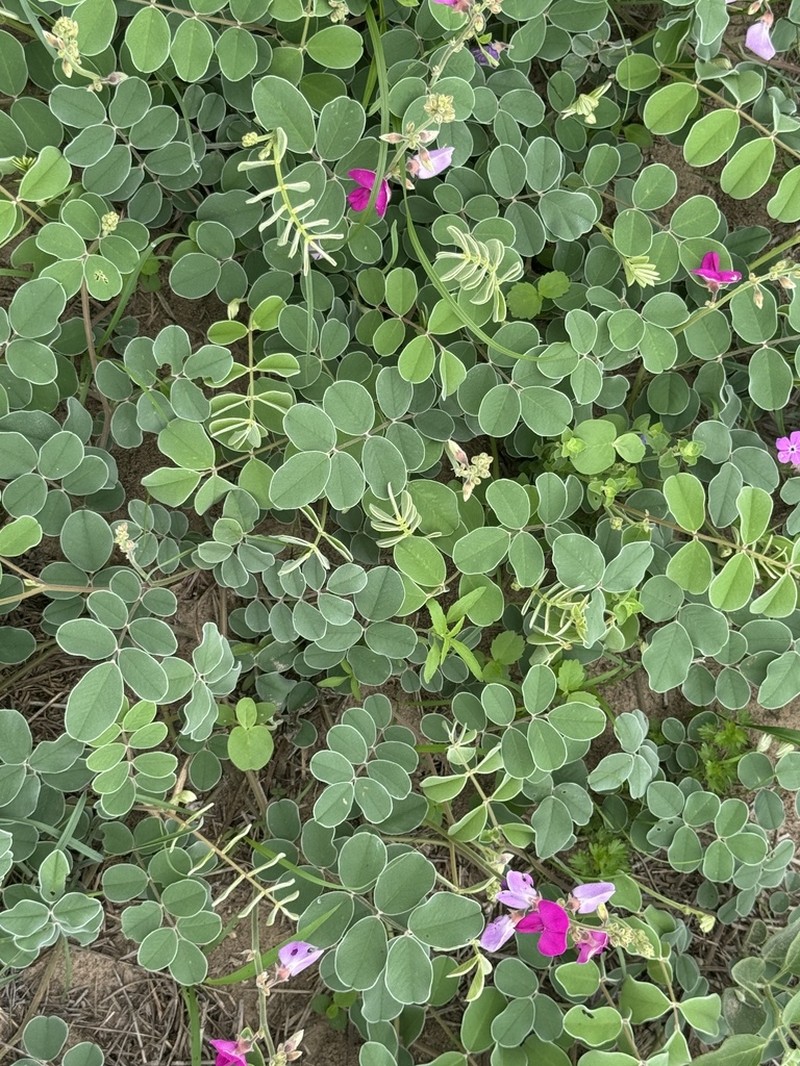 Lindheimer's Hoarypea