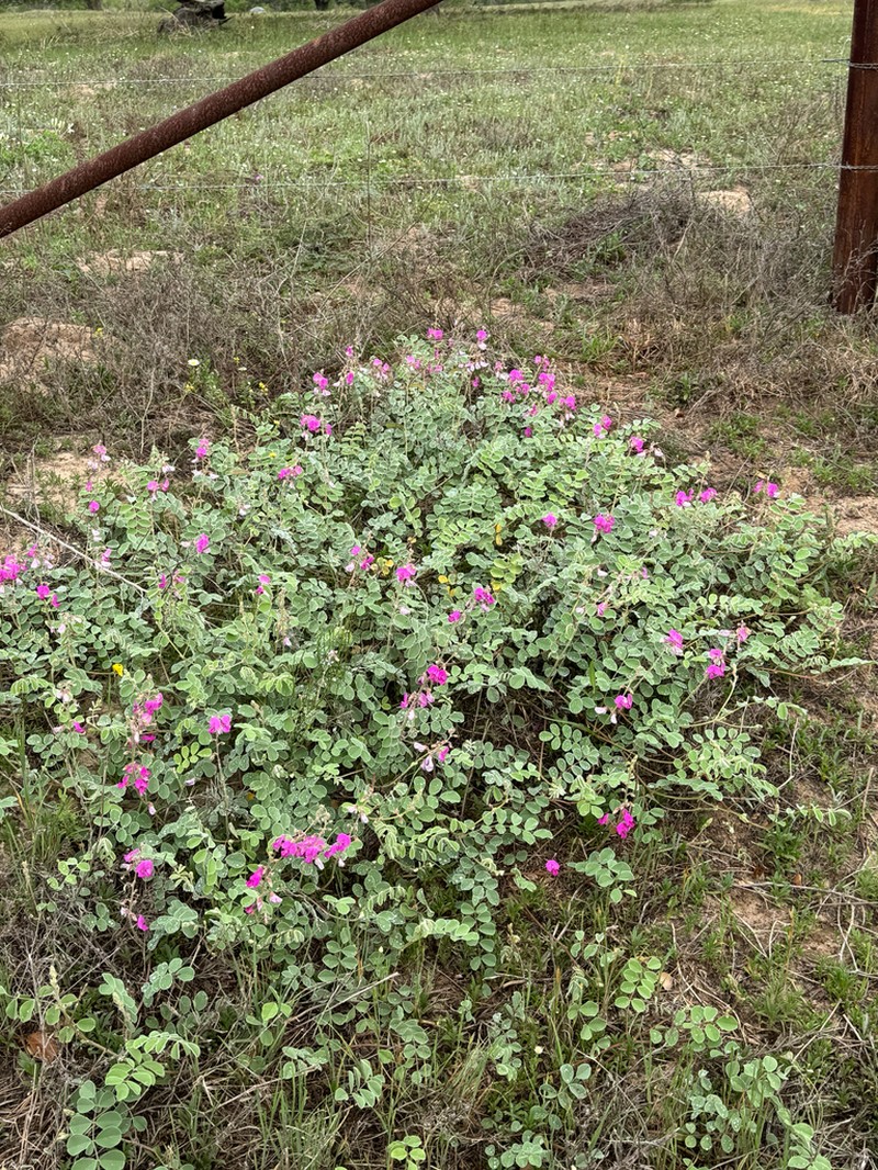 Lindheimer's Hoarypea photo 2
