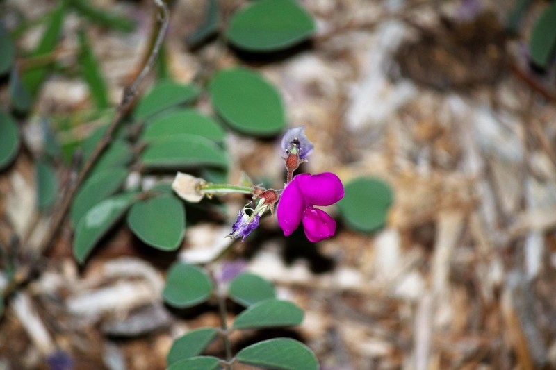 Lindheimer's Hoarypea photo 3