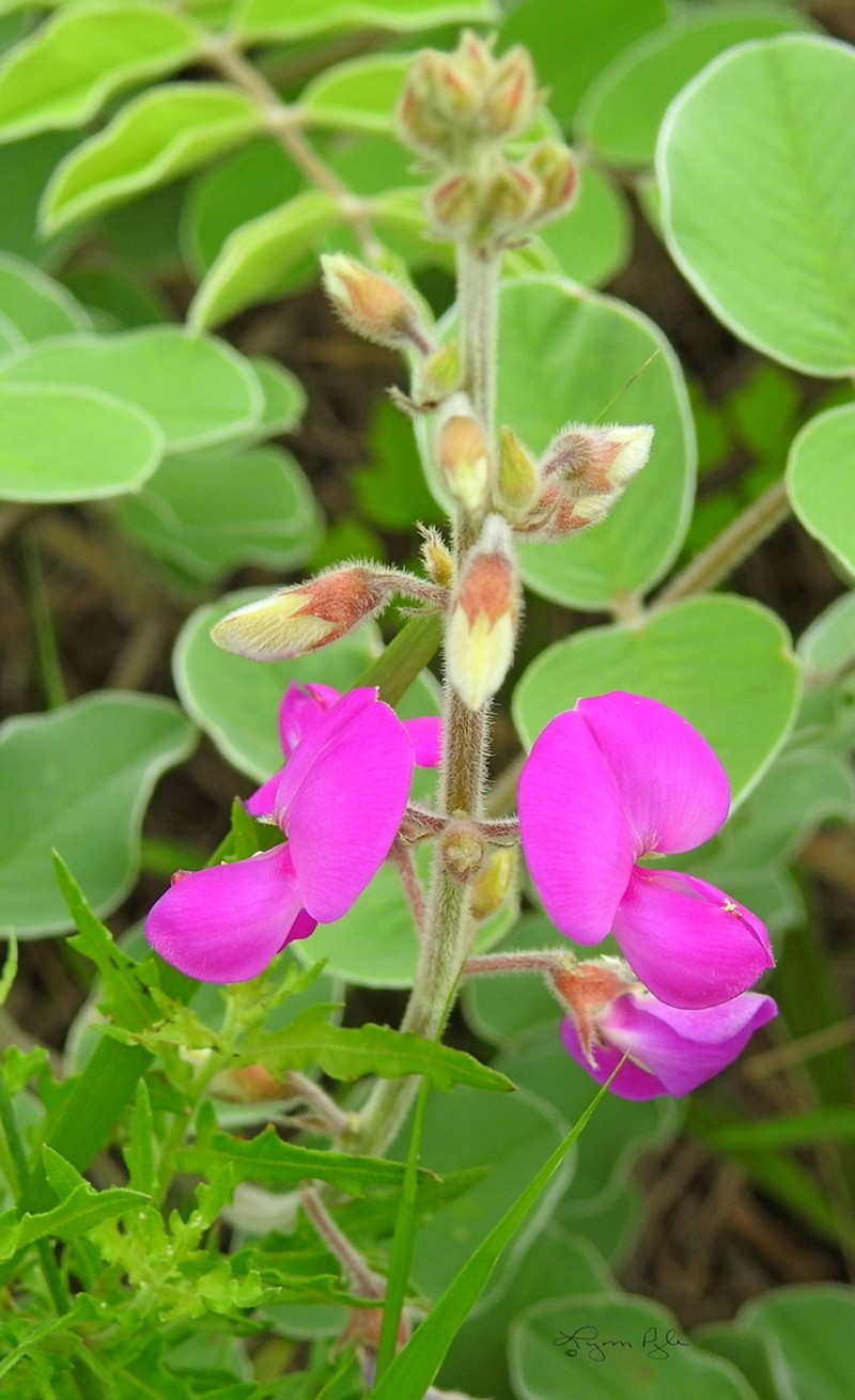 Lindheimer's Hoarypea photo 4