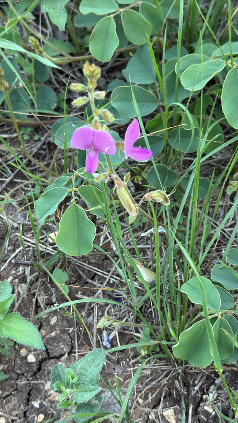 Lindheimer's Hoarypea photo 5
