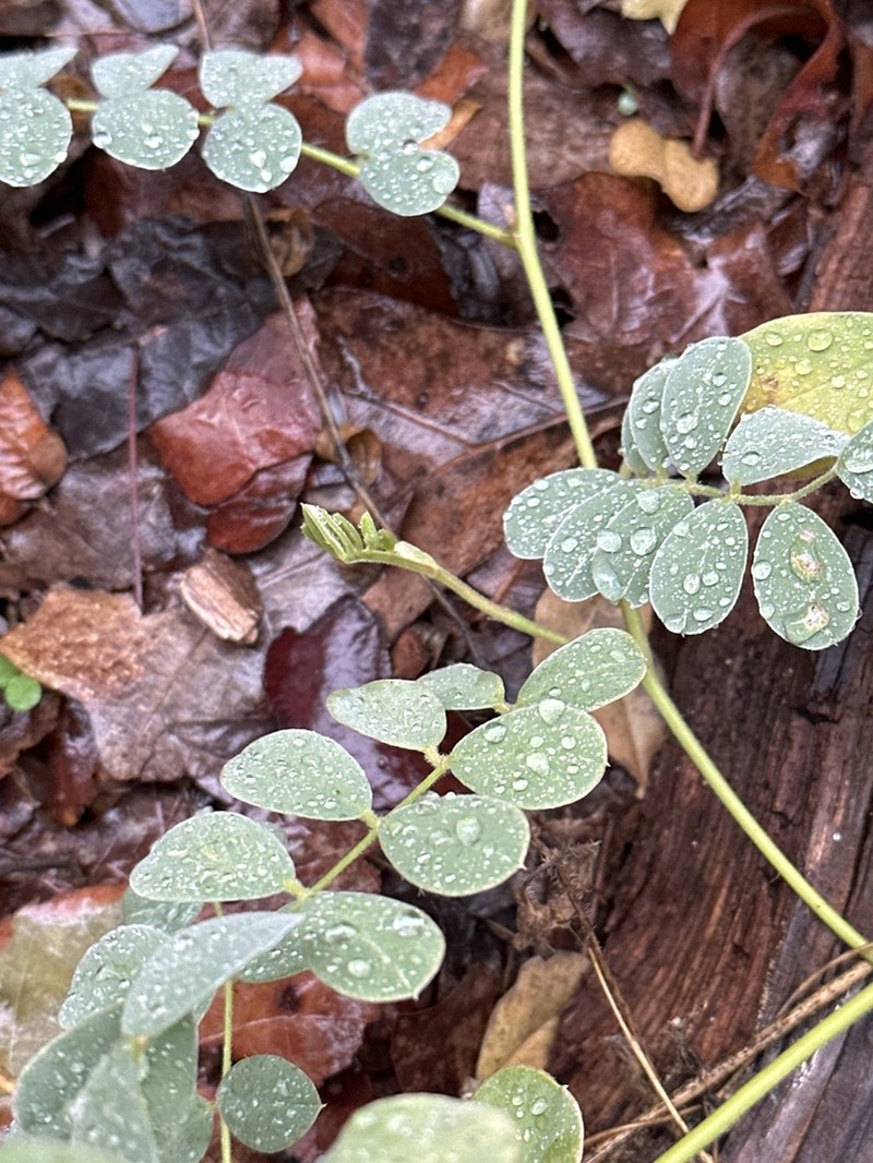 Lindheimer's Hoarypea photo 7