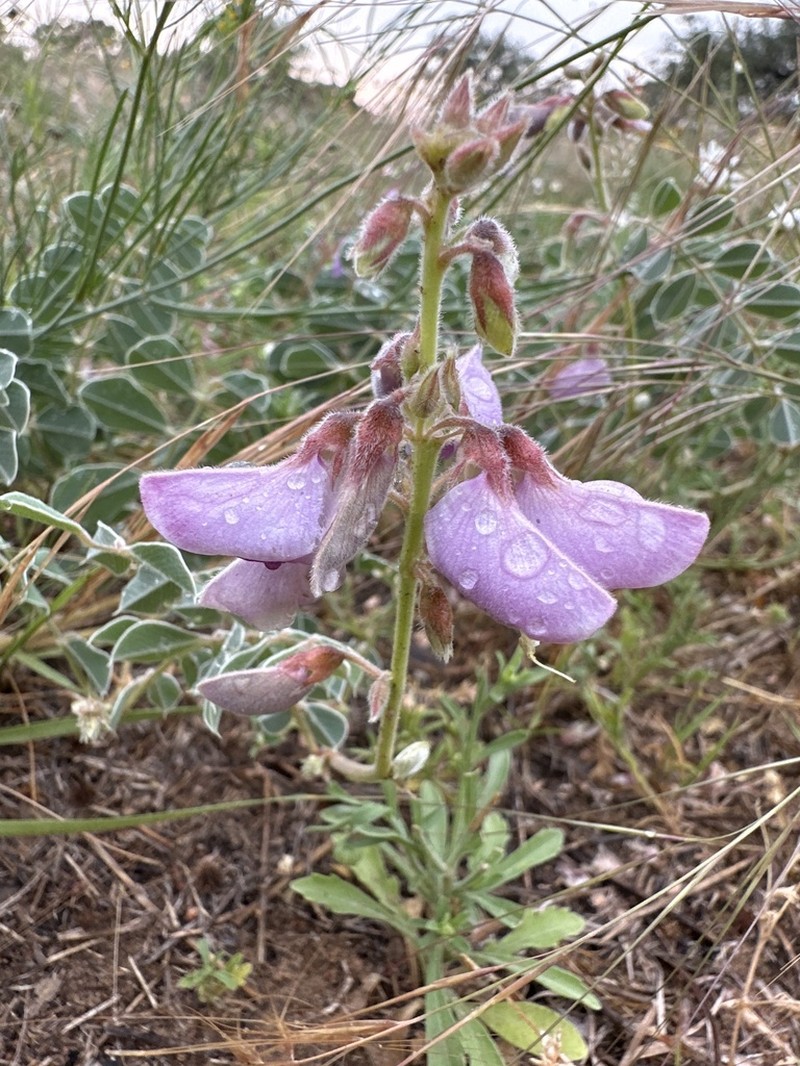 Lindheimer's Hoarypea photo 8